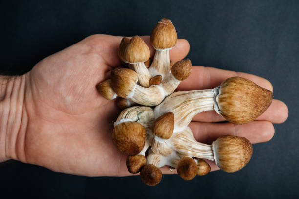 How Online Retailers are Changing the Landscape of Magic Mushrooms in the UK