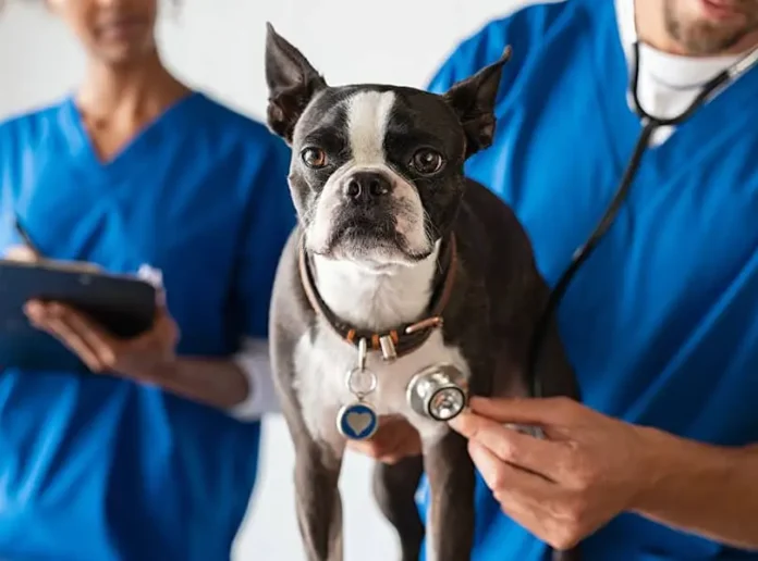 Cammeray Vet