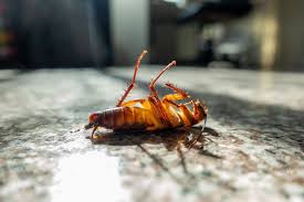 Cockroach Pest Control