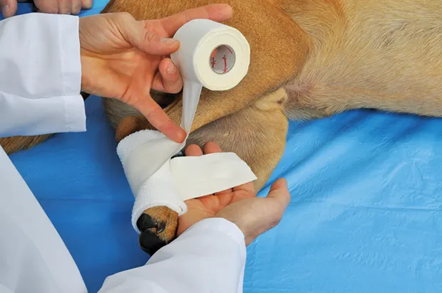 Orthopedic